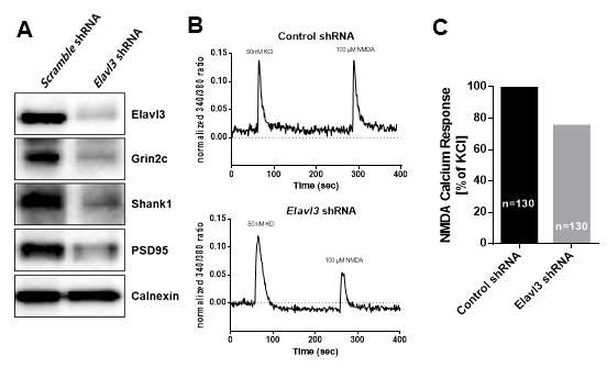 Elavl3는 NMDA 수용체의 발현과 활성에 영향을 줌