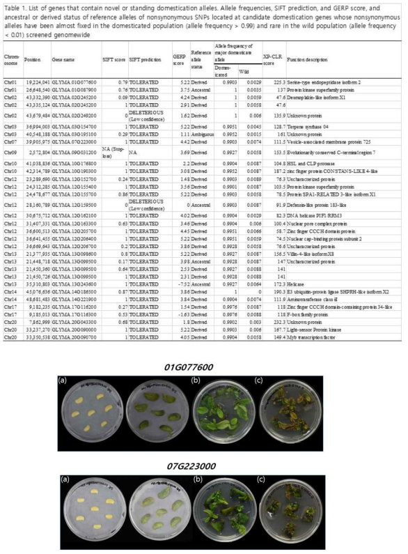 Agrobacterium-mediated soybean transformation and regeneration with soybean genes GLYMA.01G077600 and GLYMA.07G223000