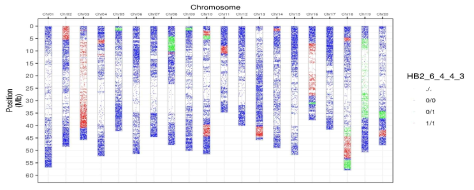 H2_6_4_4_3 line의 CGGP. Chr03, Chr15, Chr18에서 IT182932 chromosome segment가 보이며, Chr08, Chr18은 heterozygote이므로 후대 분리하여 순계화할 수 있음