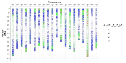 Hwangkeum x HB1-7-10-b F1 식물의 SNP array genotype data의 CGGP. 녹색 부분이 heterozygous regions