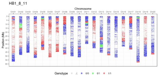 여교배 부본의 하나인 HB1_8_11 계통의 chromosome graphical genotyping pattern. 야생콩 염색체 절편(적색)이 10개 정도의 chromosomes에 산재해 있다