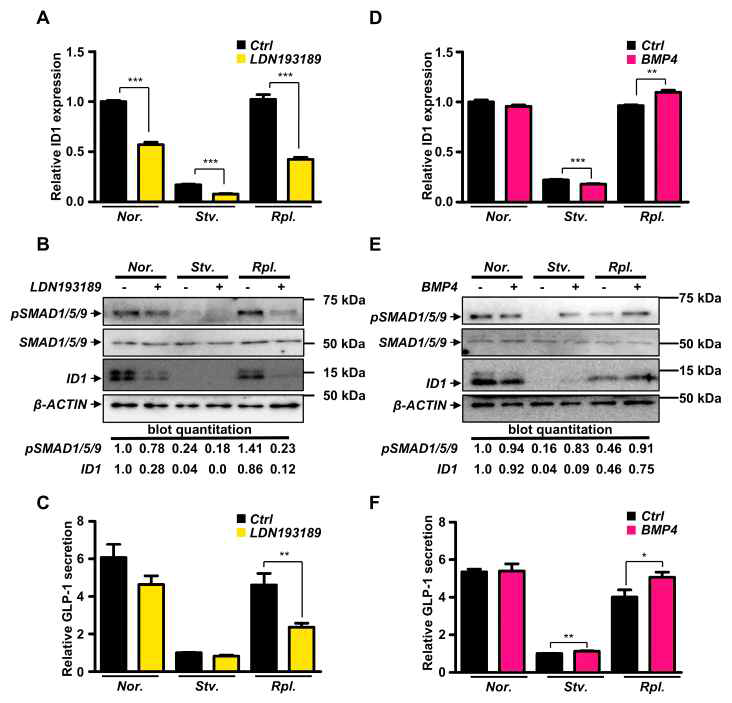 BMP 신호체계 inhibitor 및 agonist를 처리할 경우 GLP1 분비의 변화 확인