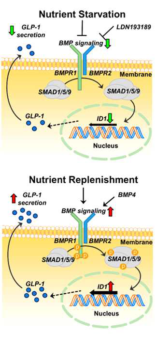 세포의 영양상태에 반응하여 BMP 신호체계가 제어하는 GLP-1 분비기전 모식도