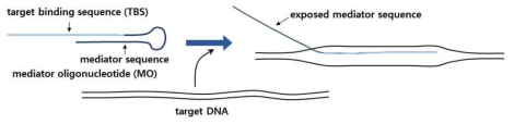 target과 결합함으로써 mediator sequence가 노출되는 MO