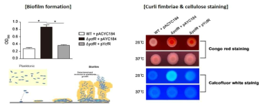 YcfR에 의한 biofilm-like structure 형성 조절