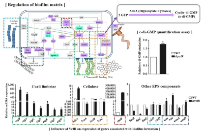 YcfR에 의한 biofilm 형성 관련 유전자들의 발현 조절