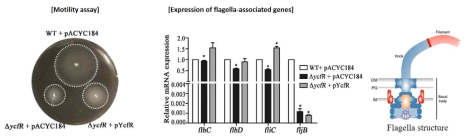 YcfR에 의한 살모넬라균의 운동성 조절
