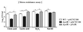 YcfR 유무에 따른 살모넬라균의 생존력 비교