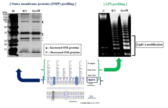 YcfR 유무에 따른 살모넬라균의 OMP 및 LPS 구성 변화