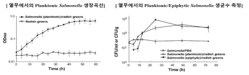 살모넬라균에 오염된 열무 모델