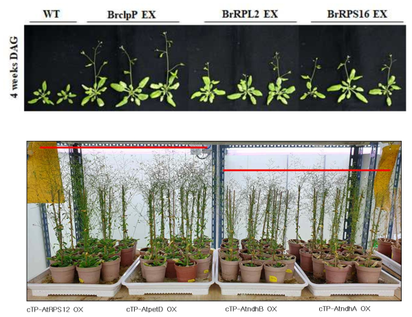 엽록체 유전자 과발현 식물체의 정상조건에서 표현형