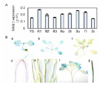 SAGL1의 애기장대 여러 조직에서 발현 분석. A, qRT-PCR을 이용한 SAGL1의 발현 분석. YS, 7일 된 유묘. R1-3, 3주, 4주, 6-7주된 애기장대 잎. Ro, 6-7주된 뿌리, St, 6-7주된 줄기, Bu, 꽃봉오리, Fl, 개회한 꽃. Si, 개화 후 1-10일된 종자꼬투리. B, GUS 시스템을 이용한 SAGL1 프로모터의 활성 분석. SAGL1 프로모터하에 GUS 유전자가 발현되도록 형질전환체를 제작하였다(pSAGL1:GUS). (a), 10일된 유묘. (b)와 (c), 토양에서 3주, 4주 생육한 애기장대. (d)-(g), 5-7주생육된 뿌리, 줄기와 cauline 잎, 꽃 조직, 그리고 종자꼬투리