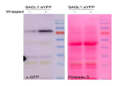 SAGL1:eYFP의 단백질 레벨 분석. SAGL1:eYFP 재조합 벡터를 지닌 아그로박테리움을 이용하여 담배잎에 일시 발현시킨 후 상대습도 50%의 환경에서 생육시키거나, 랩을 씌어 고습 환경에 노출시킨 후 생육하여 36시간 후 각각 잎으로부터 단백질을 추출하였고, GFP 항체를 이용하여 SAGL1:eYFP 단백질 발현 정도를 분석하였다