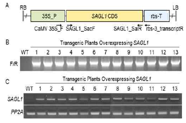 SAGL1 애기장대 과다발현체 제작. A, SAGL1 과다발현체를 제작하기 위한 바이너리벡터 제작 모식도. 35S_P, the 35S cauliflower mosaic virus promoter; RB, right border; LB, left border; rbs-T, the terminator of ribulose-1,5-biphosphate carboxylase/oxygenase small subunit from pea (Pisum sativum). B, SGAL1 과다발현체 (OX1-13)의 genomic DNA PCR 분석. 프라이머는 CaMV 35S_F과 SAGL1_SalR을 사용. C, SGAL1 과다발현체 (OX1-13)의 RT-PCR 분석. 10일된 유묘에서 RNA를 추출하였고, 프라이머는 SAGL1_SacF와 rbs-3_transcriptR을 사용하였다
