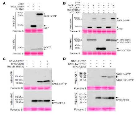 담배 잎의 transient expression system을 이용한 Immunoblot 분석 A, SAGL1:eYFP의 MYC 단백질 안정도 분석. B, SAGL1:eYFP의 유무에 따른 MYC:CER1, MYC:CER3 그리고 MYC:CTYB5D의 Western blot 분석. C, MG132 처리 유무에 따른 MYC:CER3 단백질의 안정도 분석. D, F-box 도메인이 결여된 SAGL1 단백질 (SAGL1ΔF:eYFP)에 의한 MYC:CER3 단백질 안정도 분석