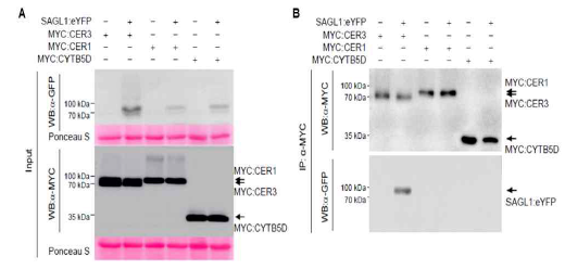 Co-immunoprecipitation (Co-IP) 분석. A, 담배잎에서 추출한 단백질의 western blot 실험 결과(Input). B, Immunoprecipitation 후 수행된 western blot 결과