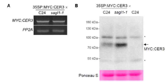 MYC:CER3가 형질도입된 형질전환체에서 MYC:CER3 단백질의 안정성 분석. A, MYC:CER3 전사체 분석. B, 2주 생육한 shoot에서 MYC 항체를 이용한 western blot 분석