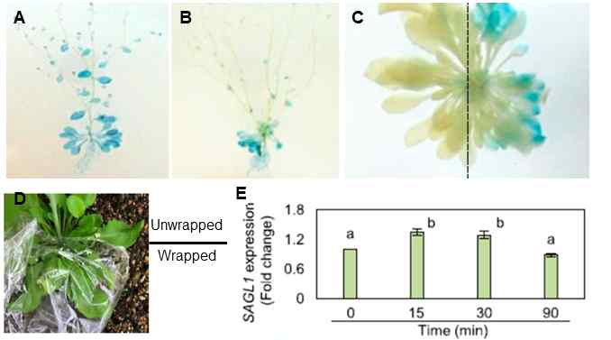 습도에 따른 SAGL1 발현 분석. A와 B, 배양용기에서 6주간 생육한 pSAGL1-GUS 식물체의 뚜껑을 개봉하지 않거나(A) 개봉한 후(B)의 GUS 활성 분석. C, 4주간 정상 습도하에 생육한 pSAGL1-GUS 식물체의 절반을 플라스틱 랩으로 씌운 후(오른쪽) 수행된 GUS 활성 분석. D, 고습조건을 주기 위해 애기장대 야생형 잎에 플라스틱 랩을 씌운 상태의 이미지. E, 애기장대 잎에 고습 처리 후 수행된 SAGL1 유전자의 발현 분석