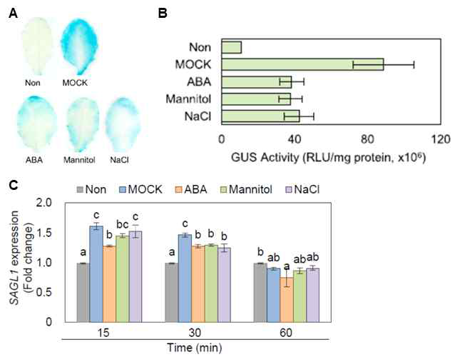 ABA, osmotic stress, 그리고 salt stress에 따른 SAGL1 발현 분석. A 그리고 B, 4주간 생육한 pSAGL1-GUS 식물체의 잎에 100uM ABA, 200mM mannitol 그리고 200mM NaCl 시약을 처리한 후 수행된 GUS활성 분석. C, 애기장대 야생형 잎에 100uM ABA, 200mM mannitol 그리고 200mM NaCl 시약을 처리한 후 수행된 SGAL1의 RT-PCR 분석