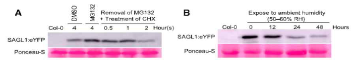 SAGL1 단백질의 안정도 분석을 위한 western blot 분석. A, MG132 처리에 의한 SAGL1:eYFP 단백질의 안정도 분석. B, 습도에 따른 SAGL1:eYFP 단백질의 안정도 분석