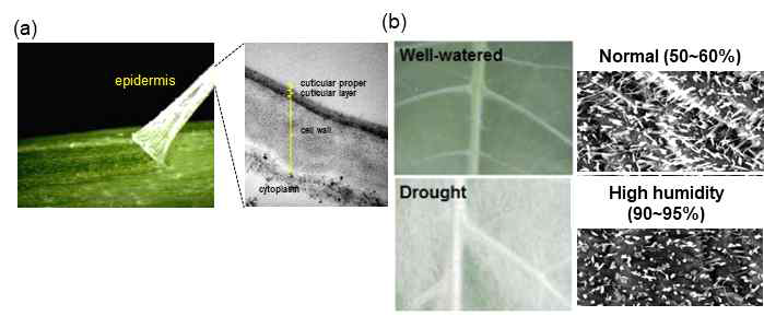 식물 줄기 표피세포의 큐티클 구조(a) 및 습도 변화에 따른 큐티클 왁스 함량 변화(b)