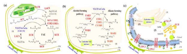 큐티클 왁스 생합성 및 수송 기작(Lee et al. 2015).(a) 장쇄지방산 생합성(b) 큐티클 왁스 생합성 (c) 큐티클 왁스 수송