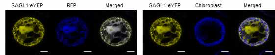 SAGL1:eYFP의 세포내 위치 분석. 담배 잎에 SAGL1:eYFP 재조합 벡터를 지닌 아그로박테리움을 이용하여 일시적으로 발현시켰다. RFP는 핵과 세포질의 마커이다. Scale bars = 10 μm