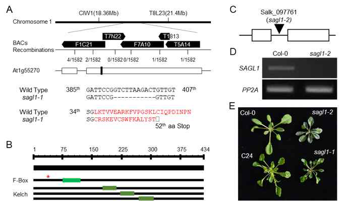 SAGL1 돌연변이체 확보 및 생육 모습. A, sagl1-1 돌연변이체의 Map-based cloning을 통한 돌연변이 위치 확인. F14C21, T7N22, F7A10, T18I3, 그리고 T5A14은 SSLP 마커들이다. B, SAGL1 단백질의 DOMAIN 분석. 별표는 sagl1-1 돌연변이체의 돌연변이 위치를 표기함. C, sagl1-2 돌연변이체의 T-DNA 삽입 위치. D, RT-PCR을 통한 야생형과 sagl1-2에서 SAGL1 발현 분석. E, 생육 3주 된 야생형과 sagl1 돌연변이체