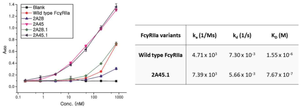 ELISA와 BLI를 활용한 마우스 항체와 FcγRIIa 변이체들의 결합력 검증