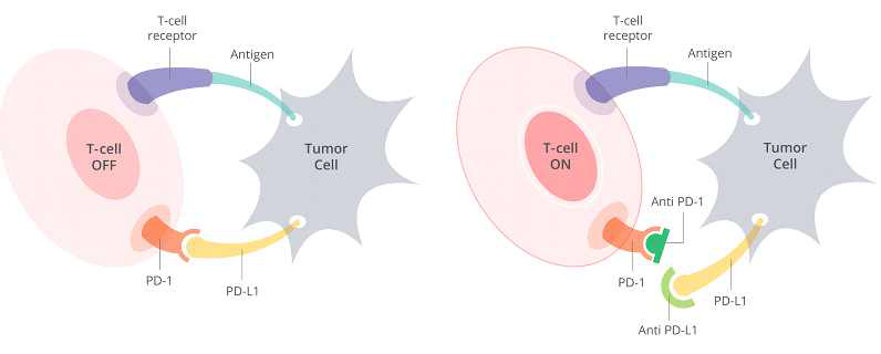 면역관문인자인 PD-1/PD-L1에 의한 T세포 활성화 및 억제