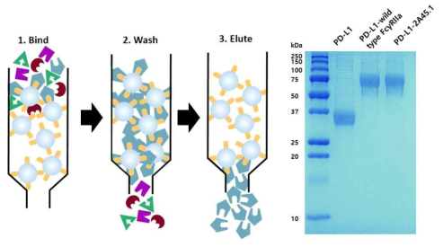 Ni-NTA 친화도 크로마토그래피로 정체 된 인간 PD-L1, FcγRIIa 융합 PD-L1