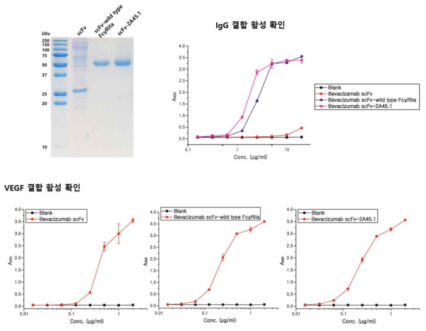 FcγRIIa 융합 bevacizumab scFv 결합 활성 검증