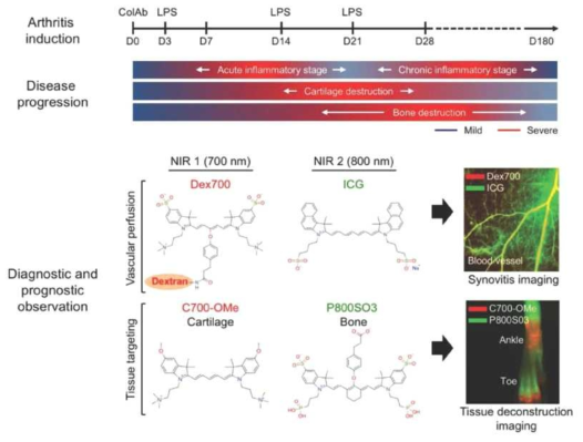 골관절염 소동물 모델을 이용한 골질환 표적화 근적외선 형광 조영제 P800SO3의 골관절염 표적능 및 시간에 따른 진행 여부를 확인하는 실험 모식도