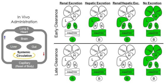 생체 내 투여된 물질의 시간에 따른 clearance 및 excretion 과정을 보여주는 모식도