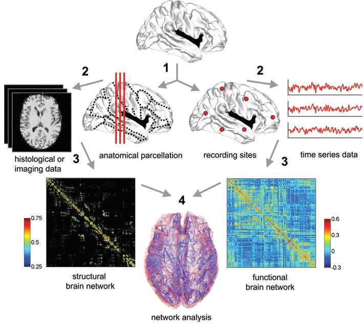 뇌영상 신호 네트워크 분석 (Sporns, 2011)