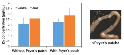 Ex vivo Peyer’s patch 유무에 따른 소장 상피세포에서의 산화아연 나노물질의 유입량