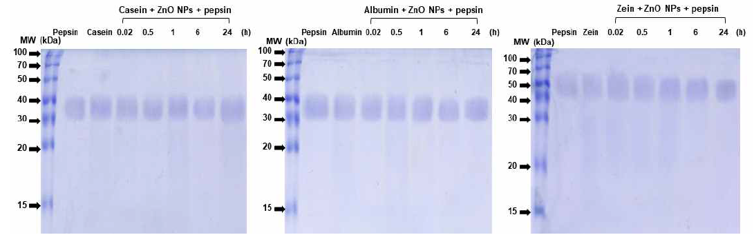 산화아연 나노물질과 단백질 성분과의 상호작용에 따른 단백질 분해능/소화능 영향 casein(좌), albumin(중), zein(우)
