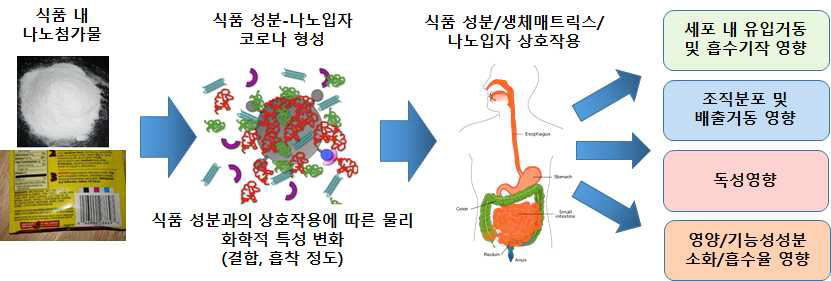 식품용 나노물질의 식품성분/생체 매트릭스 상호작용에 따른 생물학적 영향 연구의 필요성