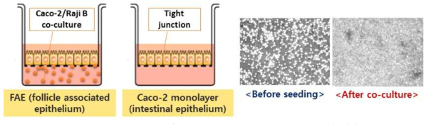 3D cell culture (FAE 모델 & Caco-2 monolayer 모델) 확립