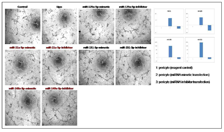 PC-NVs 내 miRNA 발현 변화에 따른 혈관내피세포의 혈관 형성 정도 확인