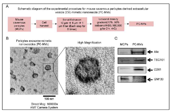 혈관주위세포 유래의 NVs (PC-NVs)의 분리/정제 방법 및 엑소좀 특성 확인