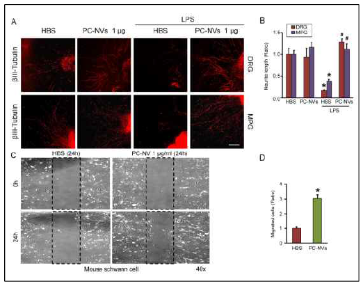신경재생에 대한 PC-NVs 효과 검증. LPS에 의해 저해되었던 후근신경 및 주골반신경 돌기 발현이 PC-NVs에 의해 증가됨. 그리고 PC-NVs에 의해 슈반 세포의 이동이 증가됨