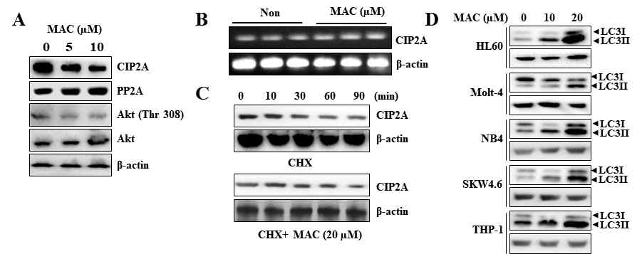 PP2A/CIP2A/c-Myc의 발현을 감소하는 물질의 LC3II 활성화 확인