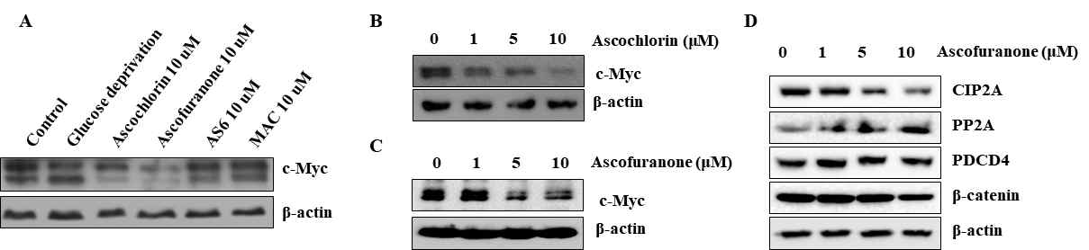 c-Myc의 활성을 억제하는 물질 선별 및 CIP2A와 PP2A 활성과의 관련성 확인