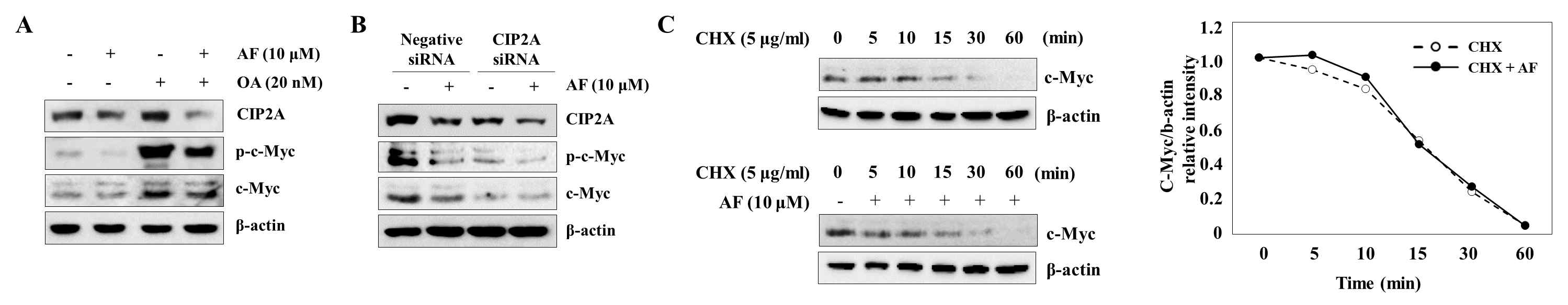 C-Myc의 단백질 안정화 조절 확인