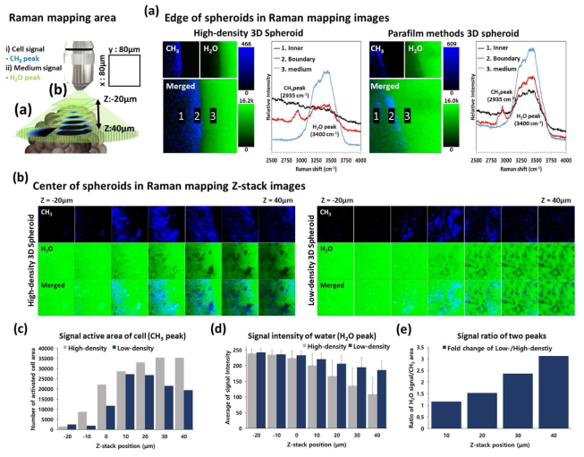 hDPSC 스페로이드의 라만 분광기 기반 영양소 흡수 분석. 저밀도 및 고밀도 hDPSC 스페로이드에 대한 가장자리 (a) 및 z-스택 (b) 라만 매핑 분석을 -20 ~ 40μm 범위에서 10μm 간격으로 나타내는 그림. 저밀도 및 고밀도 hDPSC 스페로이드의 라만 매핑 이미지는 CH3 (2,935cm-1) 및 H2O 피크 (3,200 ~ 3,400cm-1)를 사용하여 도출함. z 위치에 따른 세포 영역 (c) 및 물 신호 강도 (d). 두 가지 유형의 스페로이드의 깊이와 두 신호의 비율 (e)