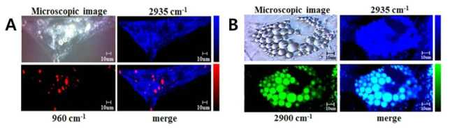 분화된 뼈세포 및 지방 세포의 광학 및 라만 이미지. (A) 뼈세포의 경우 960 cm-1에서 hydroxyapatite의 피크가 관찰되며, (B) 지방 세포의 경우 약 2,900 cm-1에서 지방에 많이 존재하는 CH3 작용기의 피크가 관찰됨. 뼈세포 및 지방 세포로의 분화도는 전체 세포 면적 대비 위 피크이 나타나는 면적의 비율로 측정