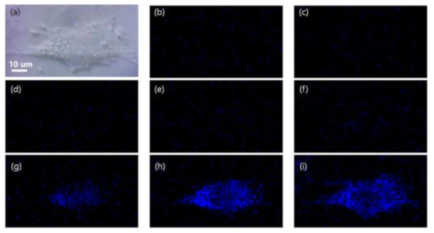 비표지 세포의 3차원 라만 이미지. (a) 광학 이미지 (b)~(i) 여러 z plane에서 획득한 라만 이미지. 파란색=CH3 진동 모드의 세기