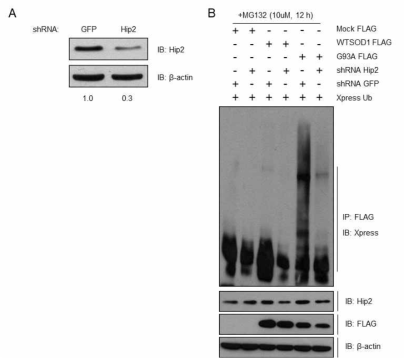 Hip2의 knock-down실험을 통한 돌연변이 SOD1의 ubiquitination 변화 확인