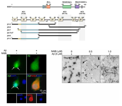 SOD1 유래 펩타이드(NABi)의 A-beta aggregation 억제 작용